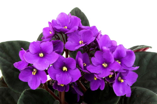 African Violet ราชินีแห่งดอกไม้ในบ้าน (2) | thinkofliving.com