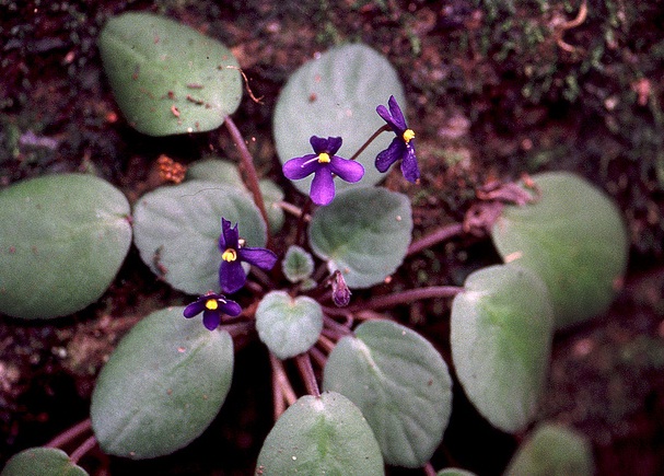 wild african violet02 african violet