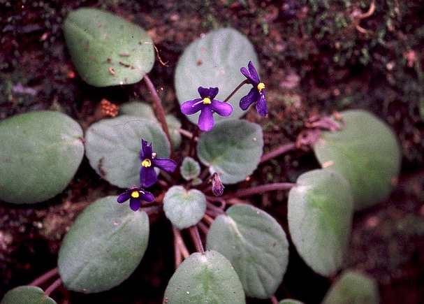 african violet